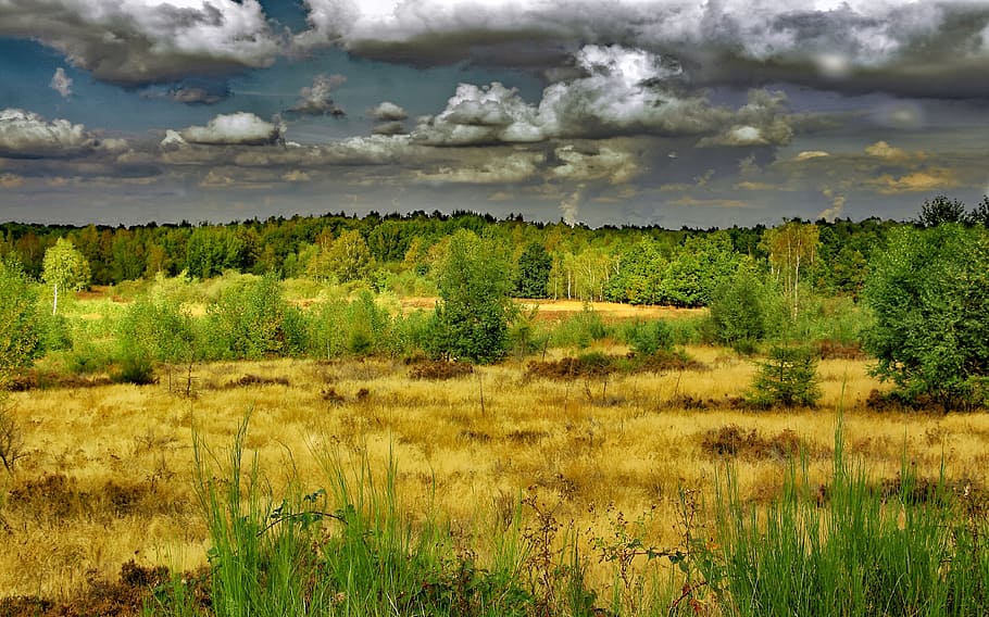 Heide, Drover, Heath, Nature, Heather, drover heath, landscape, HD wallpaper