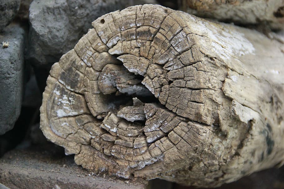 dead wood, trunk, ring, crack, deadwood, trees, nature, wood - Material HD wallpaper