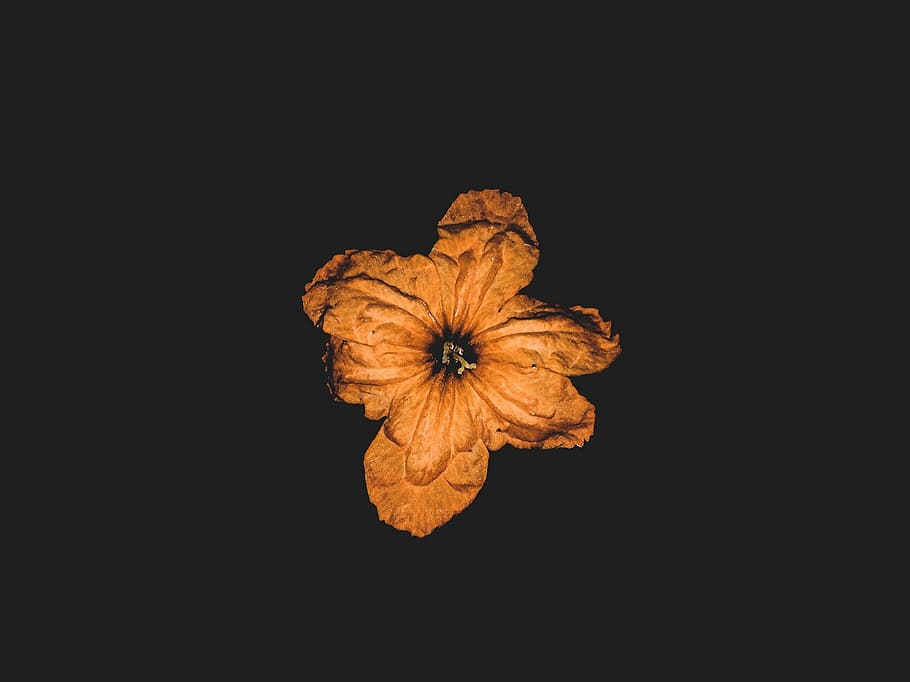 orange flower minimalist photography, petal, studio shot, vulnerability HD wallpaper