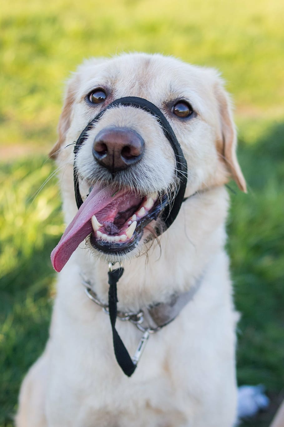 labradoodle, dog, labrador, muzzle, haltie, teeth, dogs teeth HD wallpaper