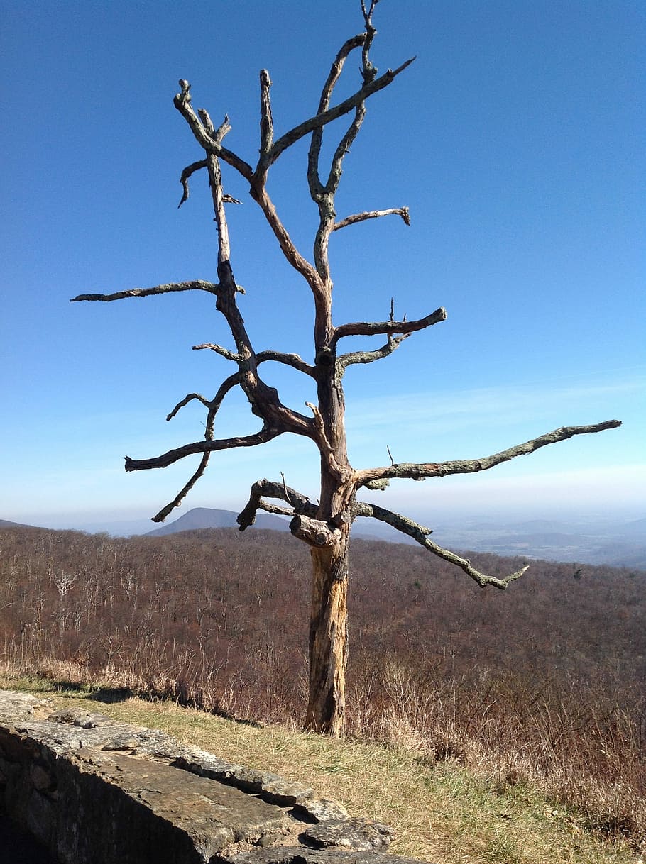 Trees, Dry, Dead, Landscape, Nature, autumn, bare tree, dead plant HD wallpaper