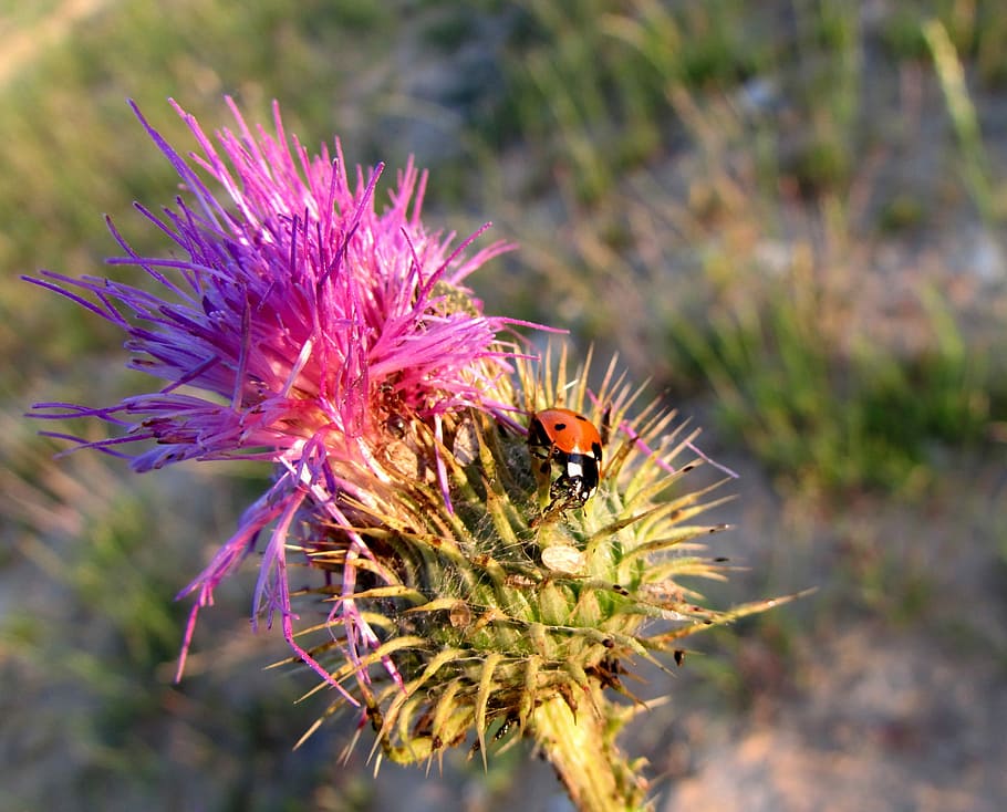 Ladybug, Insect, Animals, Nature, thistle, plant, purple, flower HD wallpaper