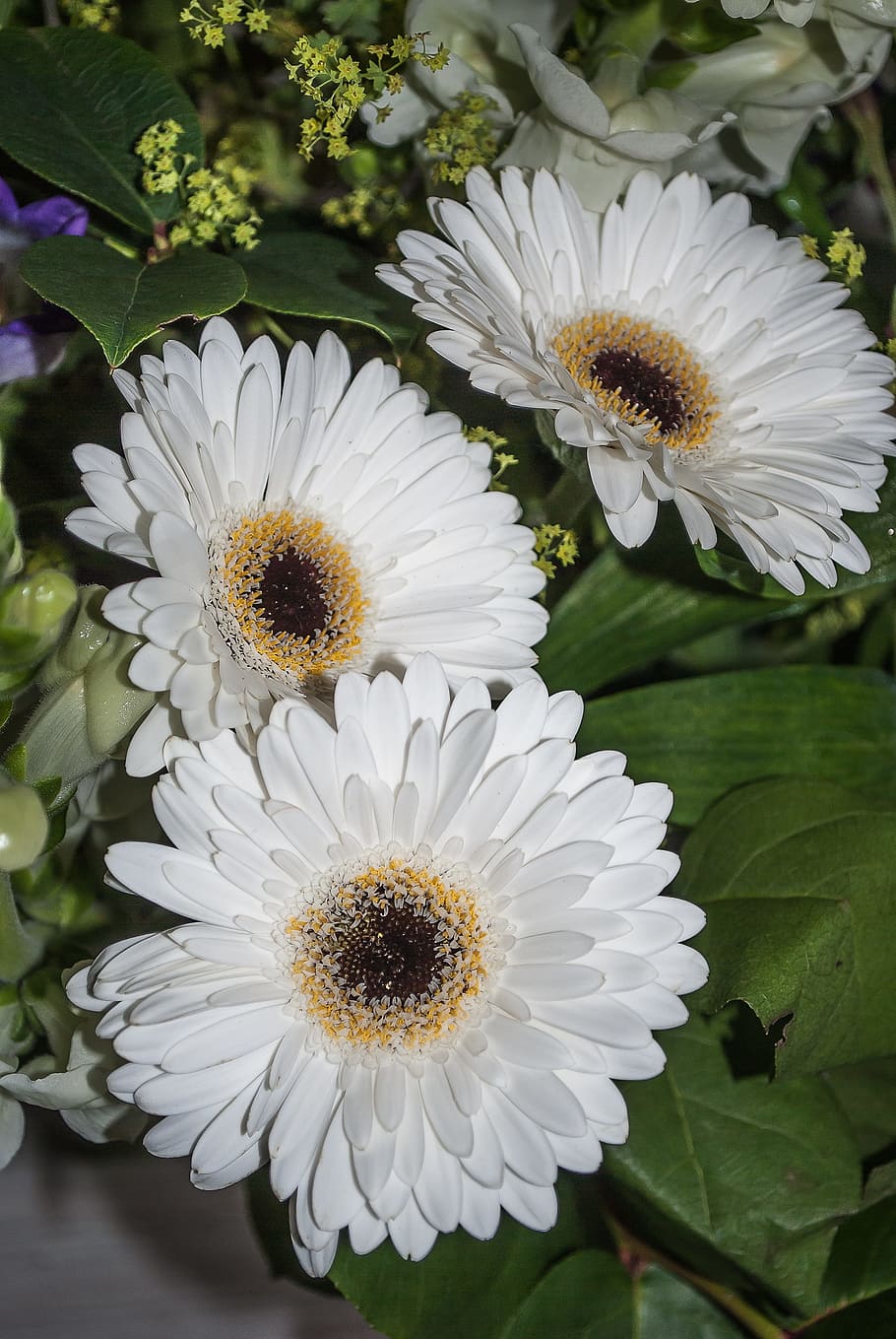 gerbera, flower, white, petals, flowering plant, fragility HD wallpaper