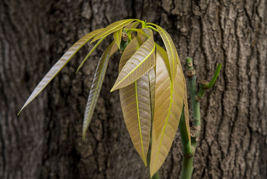 bark, mango leaves, natural, leaf, plant part, close-up, nature HD wallpaper