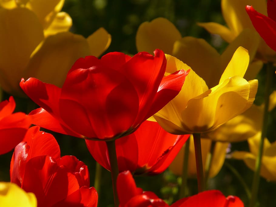tulips, red, yellow, back light, beautiful, tulpenbluete, flowers HD wallpaper