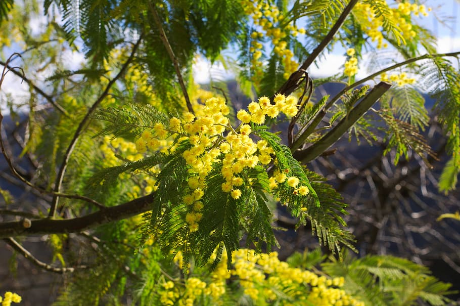 mimosas, flower, yellow, plant, growth, beauty in nature, tree HD wallpaper