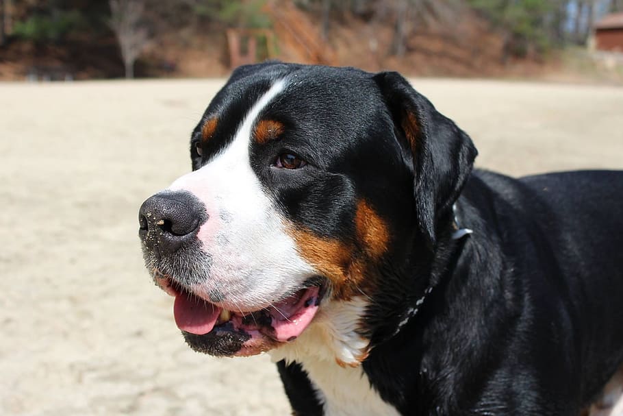 Dog, Beach, Pet, Animal, Sand, summer, water, fun, sun, happy HD wallpaper
