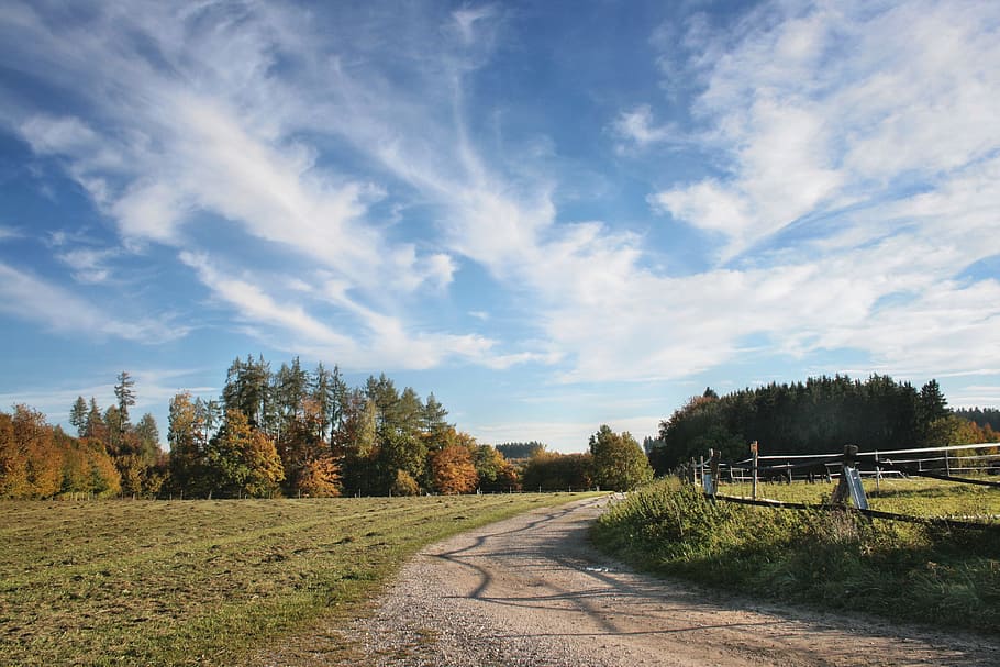 field of trees beside pathway, clouds, sky, landscape, reported HD wallpaper