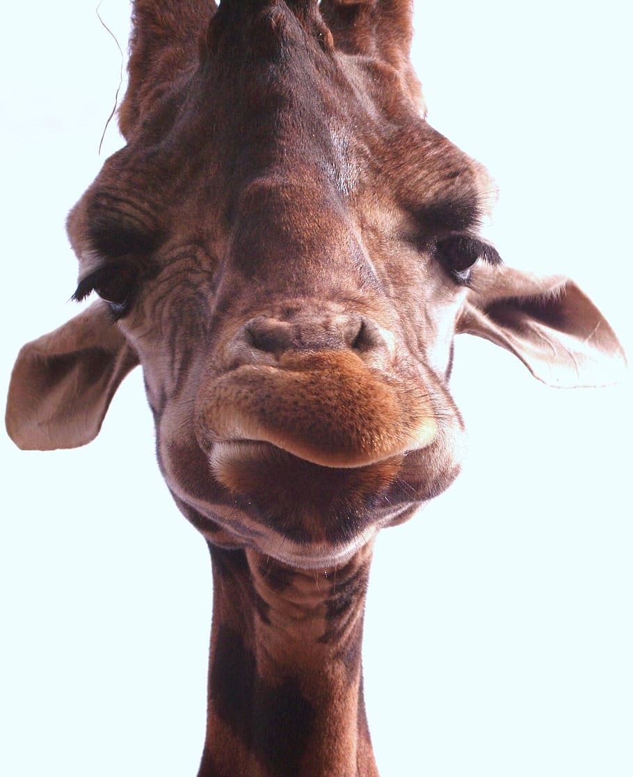 shallow focus photography of brown giraffe, head, face, portrait, HD wallpaper