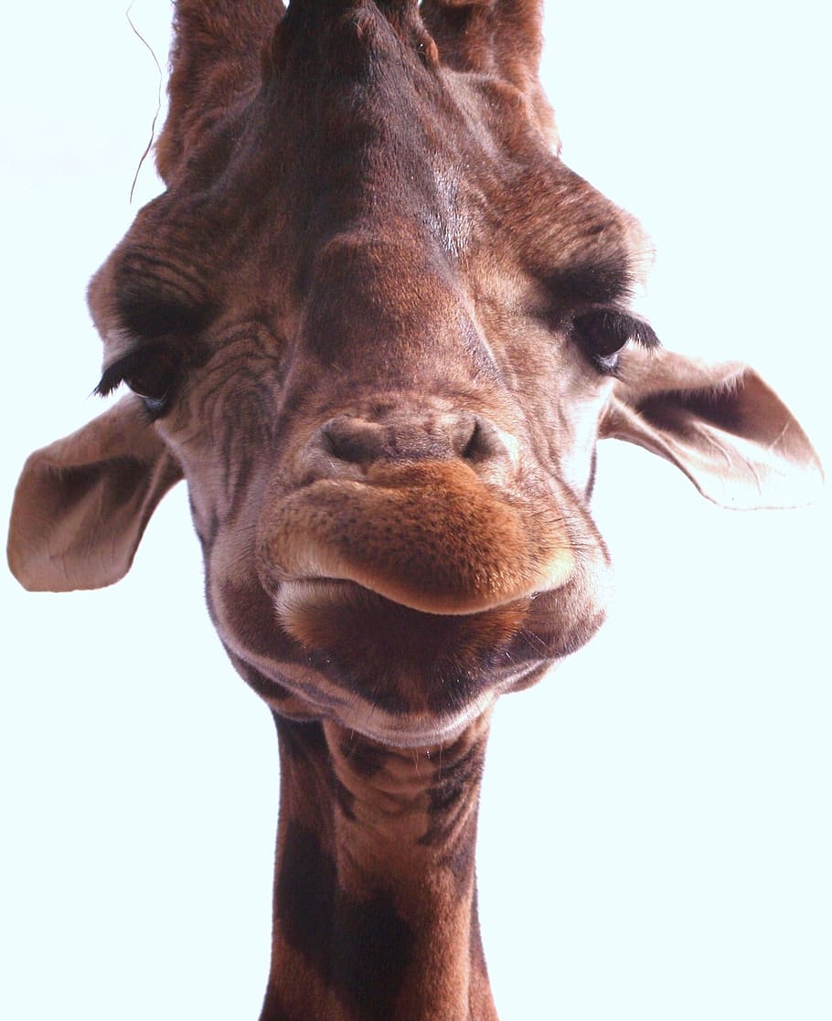 shallow focus photography of brown giraffe, head, face, portrait HD wallpaper