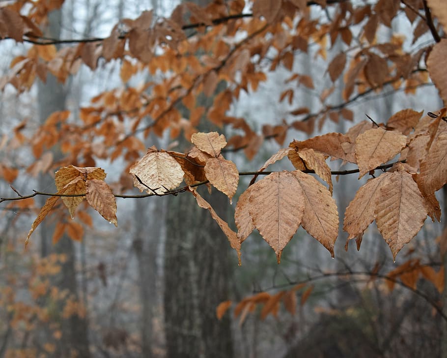 beech leaves, tree, foliage, winter, plant, nature, wet, cold HD wallpaper