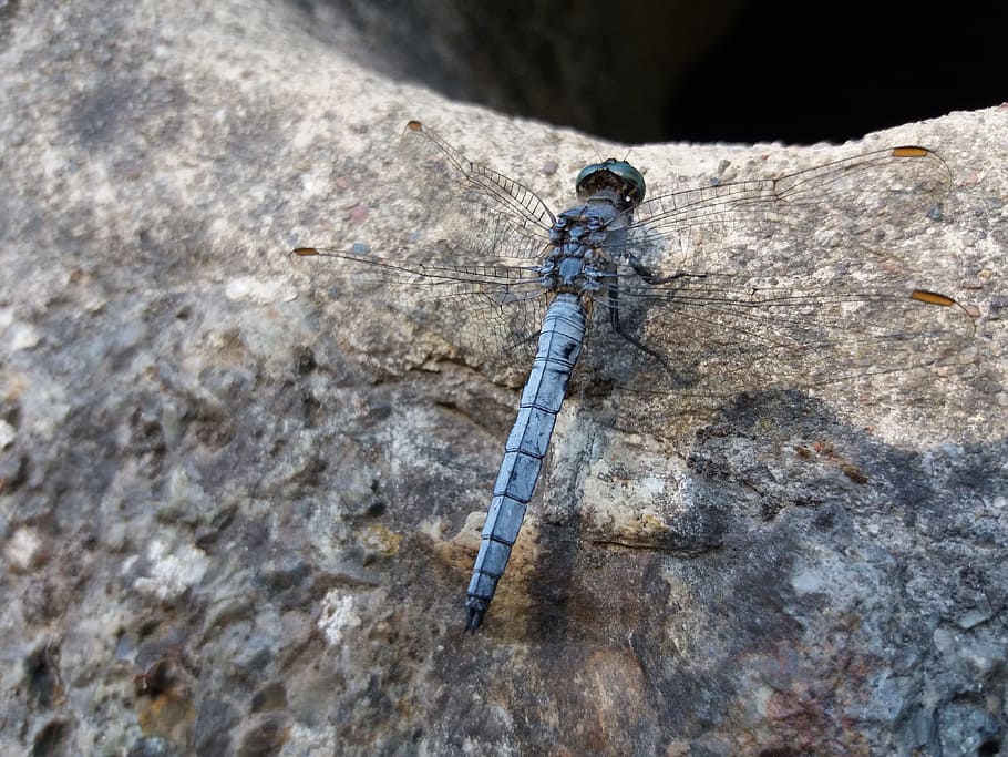 croatia, dragonfly, blue, animal themes, animals in the wild HD wallpaper