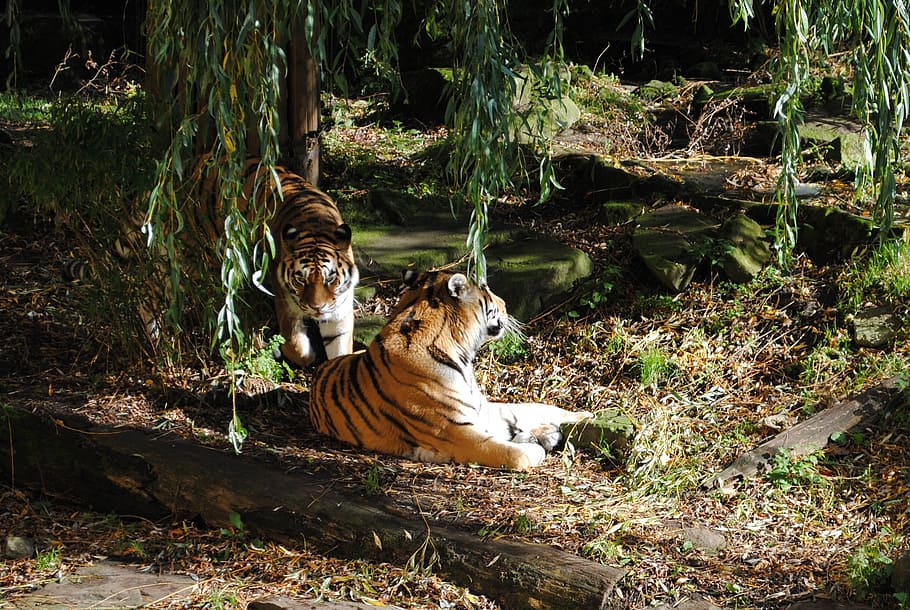 tiger, pair, predator, big cat, animals, wildlife, mammal, animal themes HD wallpaper