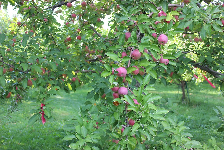 apples, fall, autumn, harvest, fruit, red, season, nature, agriculture HD wallpaper