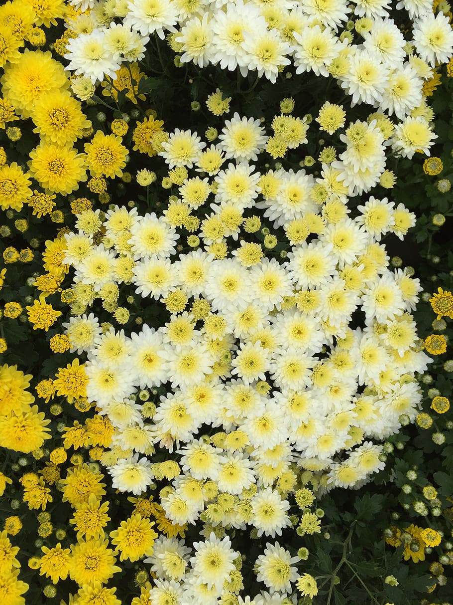 yellow chrysanthemums, kogiku, travel, white flower, small yellow flowers, HD wallpaper