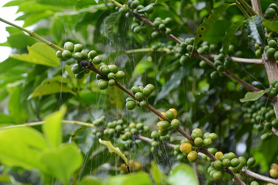 coffee, coffee tree, spider web, nature, growth, plant, food and drink HD wallpaper