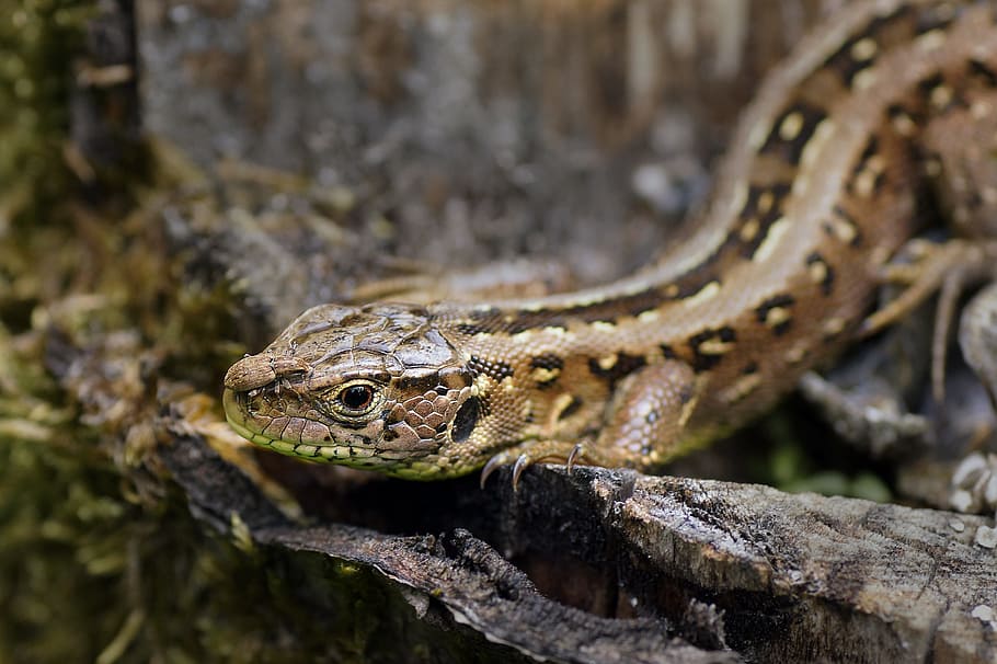 Forest, Lizard, Reptile, forest lizard, animal wildlife, one animal HD wallpaper