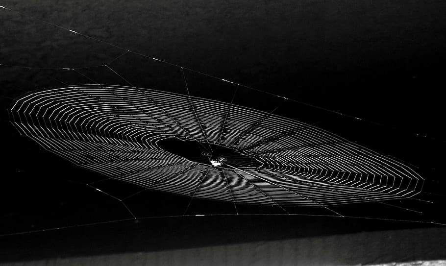 black and white, insect, spider, web, close-up, no people, animal HD wallpaper