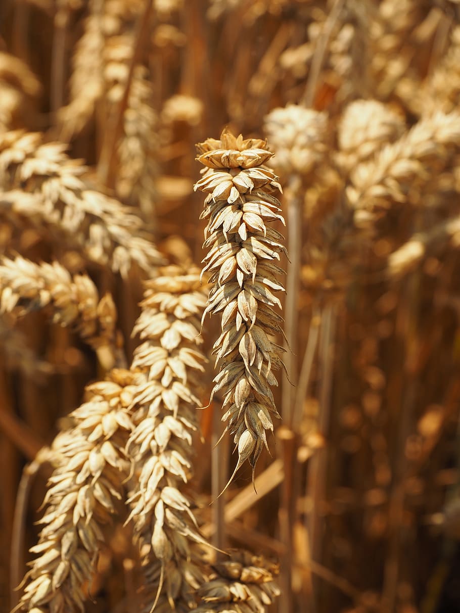 Spike, Wheat, Cereals, Grain, Field, wheat field, cornfield HD wallpaper