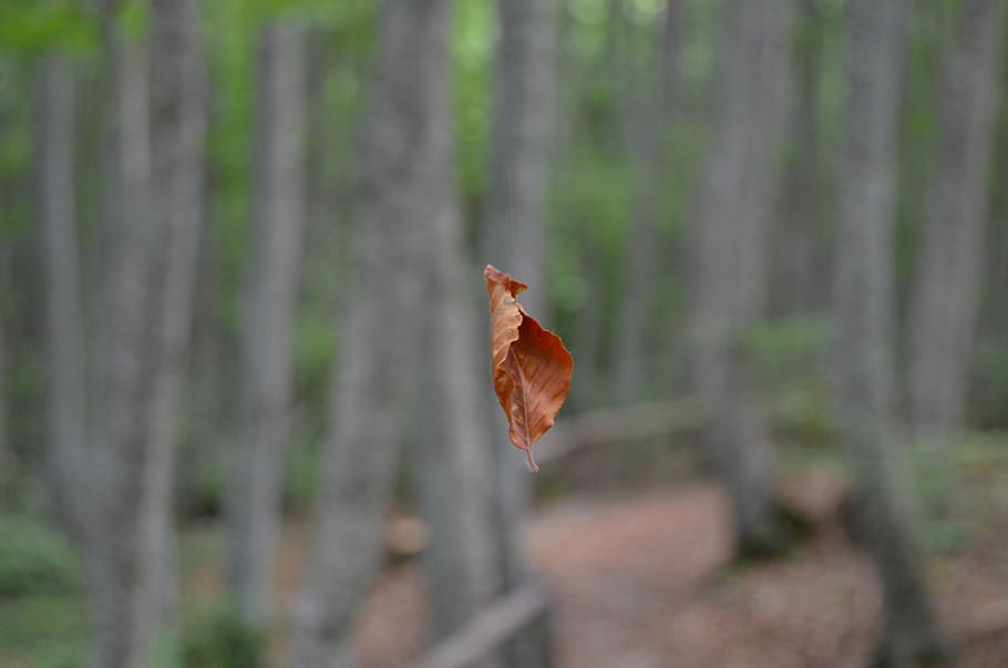 leaf, foliage, dried leaves, dry leaf, trees, brown leaf, autumn HD wallpaper