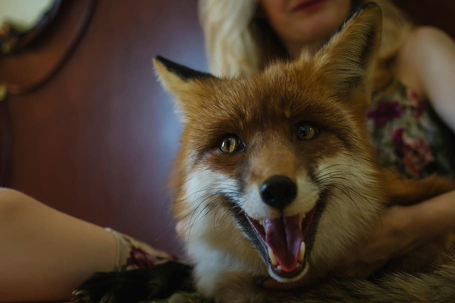 woman holding fox, portrait, wild beast, animal, forest animal HD wallpaper