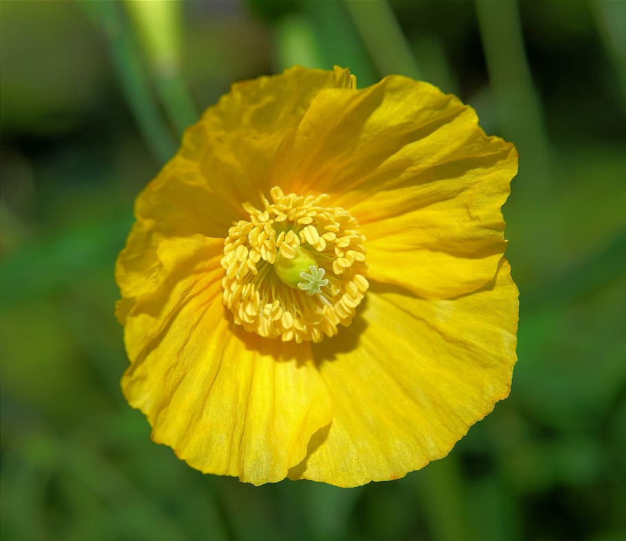 flower, blossom, bloom, yellow, tender, early summer, nature HD wallpaper