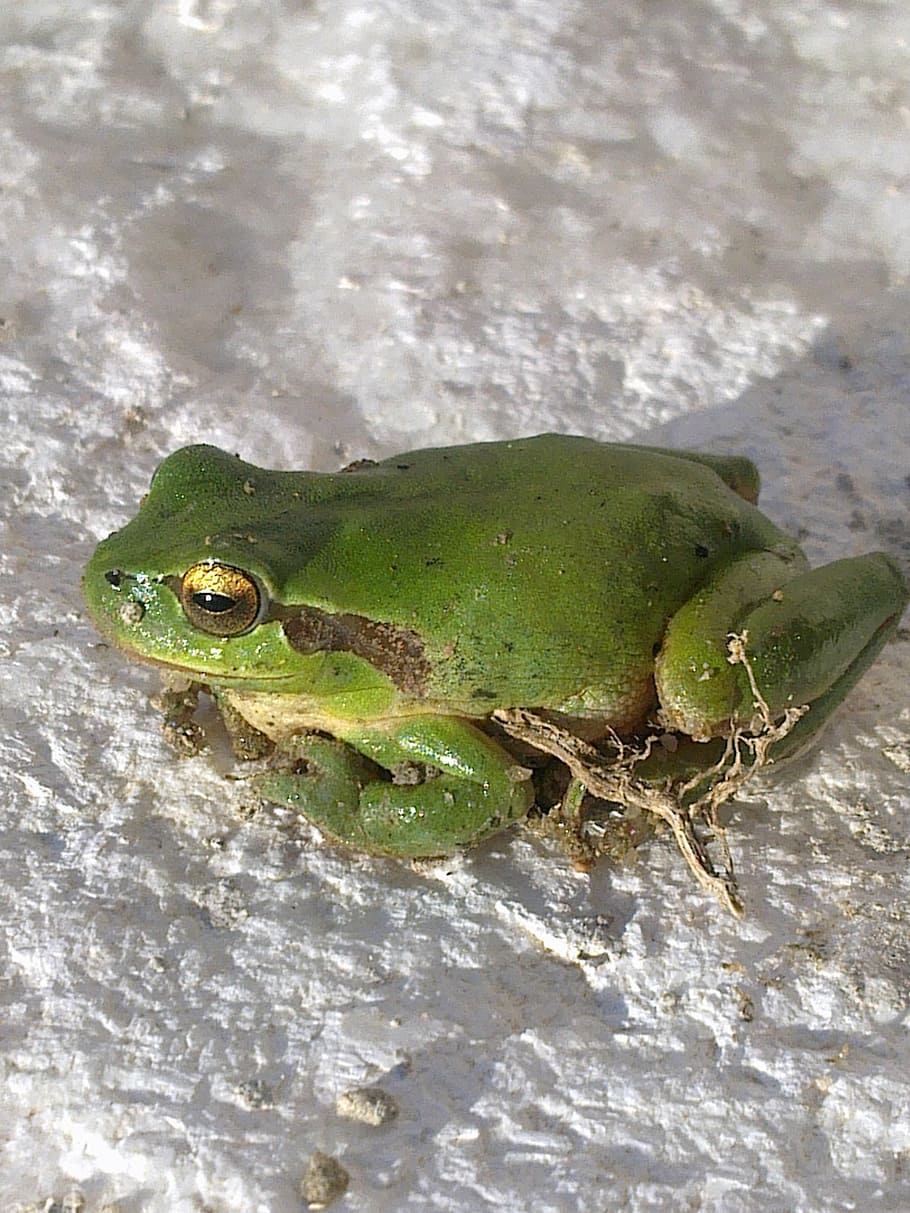 frog, green, animals, one animal, animals in the wild, green color HD wallpaper