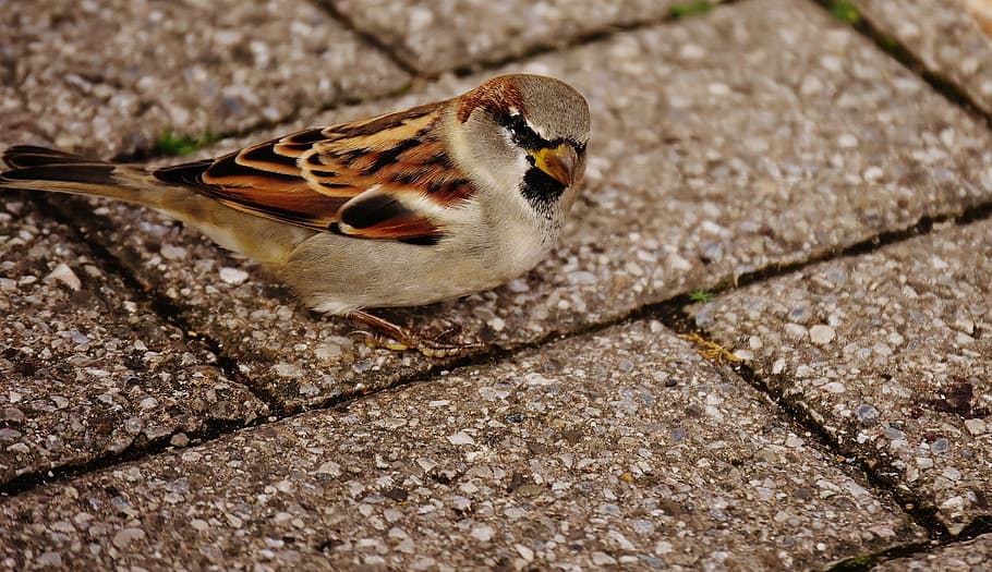 sparrow, bird, small, cute, nature, plumage, young, birds, sparrows HD wallpaper