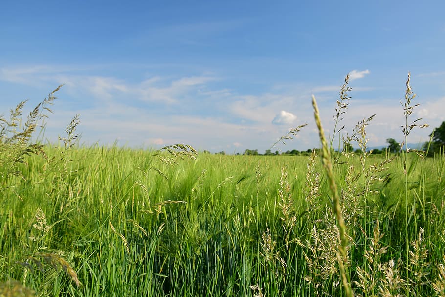 green fiels, landscape, field, bluegrass, sky, spring, vision HD wallpaper