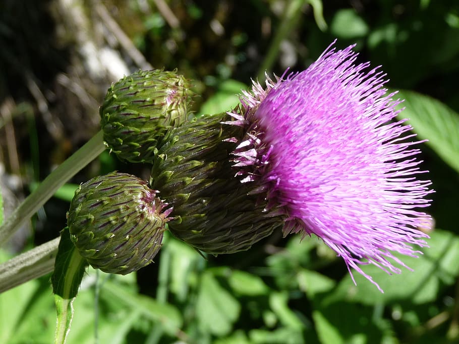 Thistle, Alpine, summer, alpine thistle, violet, austria, gerlos HD wallpaper