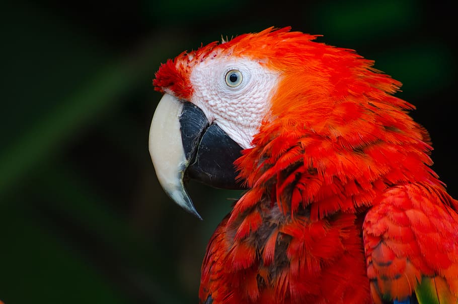 scarlet macaw parrot, scarlet macaw, white, red, bird, beak, animal, HD wallpaper
