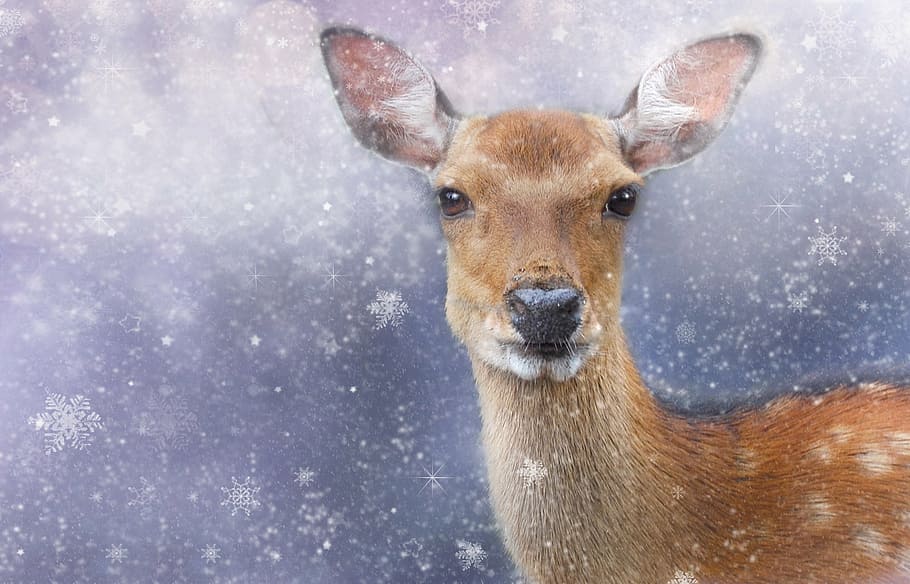 photo of brown deer, roe deer, winter, wintry, animal, fallow deer HD wallpaper