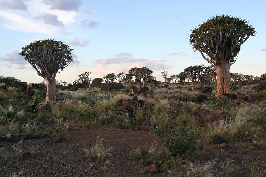 green leafed tree, Dichotoma, Aloe, Trees, Namibia, Desert HD wallpaper