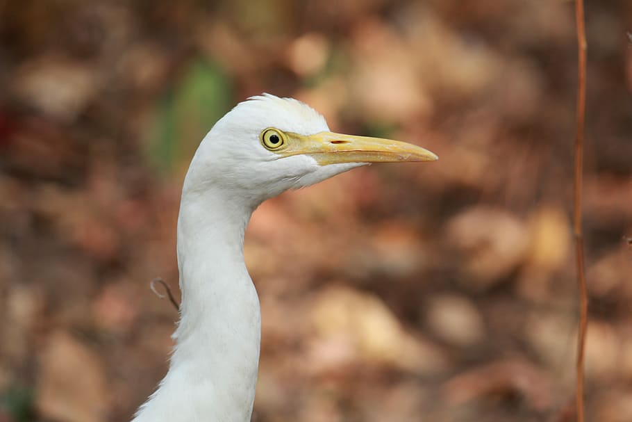 white bird, focus photography of white bird, beak, feathers, leaves HD wallpaper