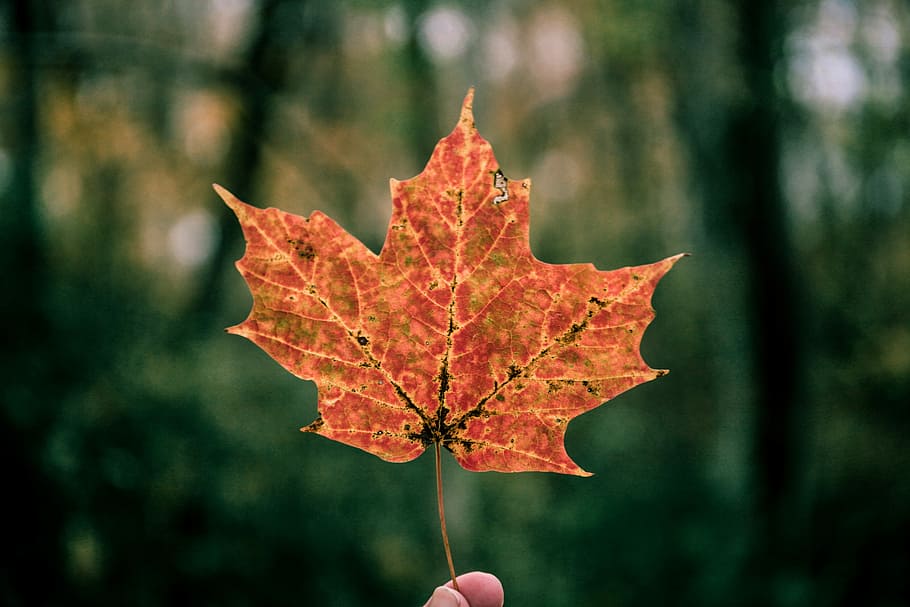 closeup photography of person holding orange maple leaf, person holding brown maple leaf HD wallpaper