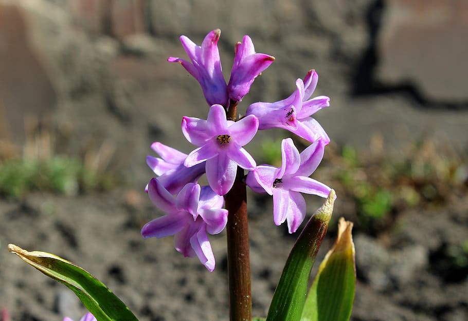 pink petaled flowers at daytime, hyacinth, spring flowers, nature HD wallpaper