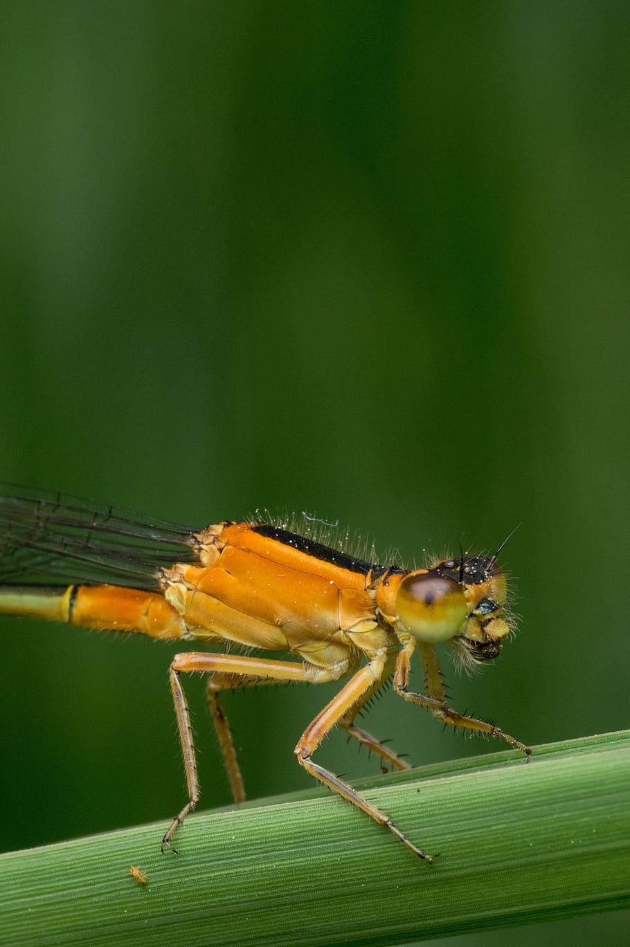 macro, damselfly, nature, insect, animal, wildlife, green, bug HD wallpaper
