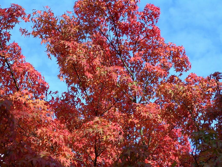 autumn, fall foliage, october, forest, leaf, tree, nature, red HD wallpaper