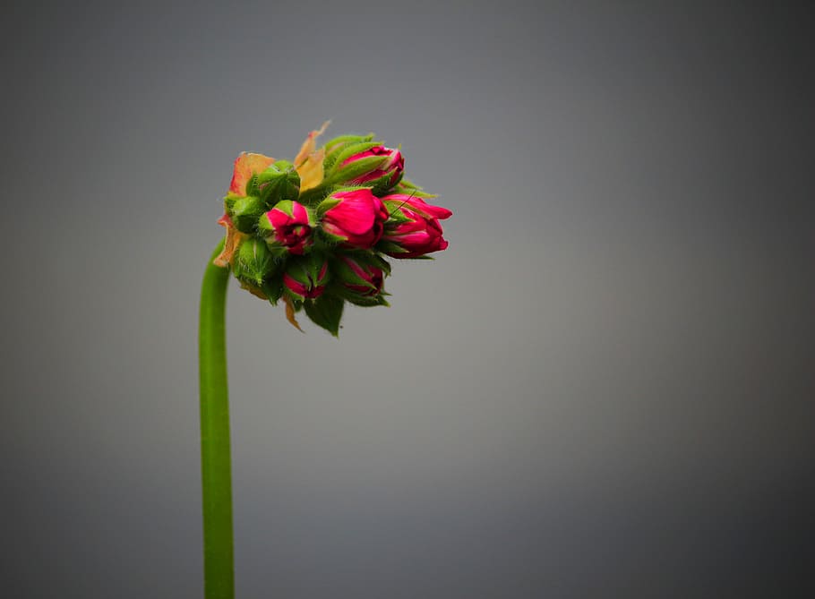 Flower, Bud, Macro, Plant, Nature, flower picture, green, spring HD wallpaper
