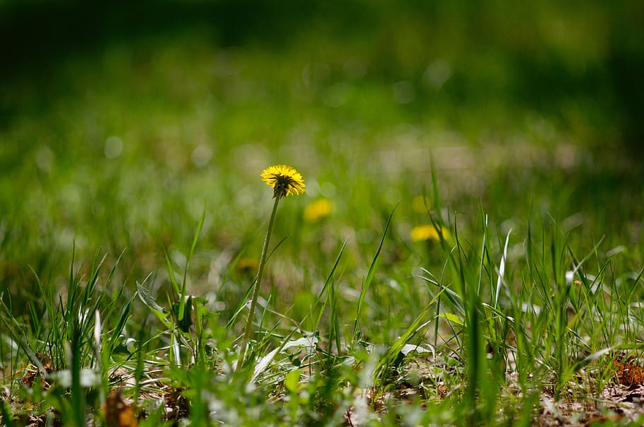 flower, dandelion, spring, bloom, grass, flora, summer, meadow HD wallpaper