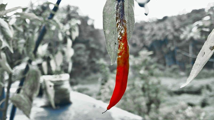 Red Chili, Splash, Nature, winter, no people, cold temperature HD wallpaper
