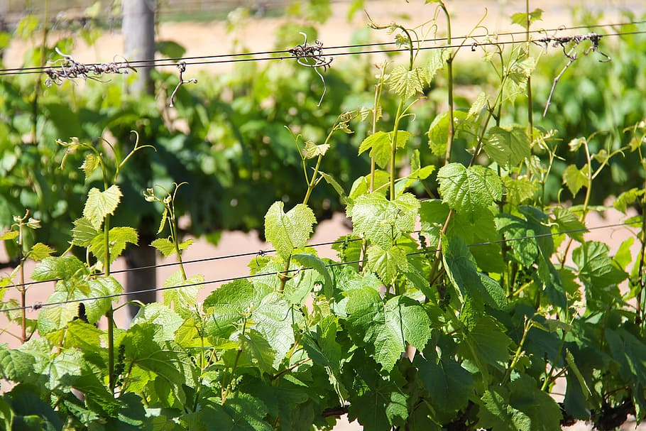 closeup photo of ovate green leafed plant, vineyard, breathtaking HD wallpaper