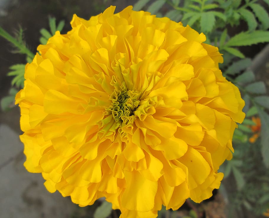 Marigold, Flower, Plant, Spring, yellow petals, fragility, close-up HD wallpaper