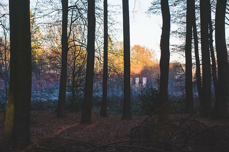 backlit, branches, conifer, cottages, dawn, daylight, dried leaves HD wallpaper
