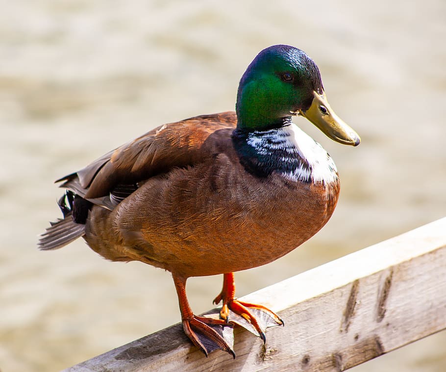 male duck, mallard, standing duck, duck out of water, bird, HD wallpaper