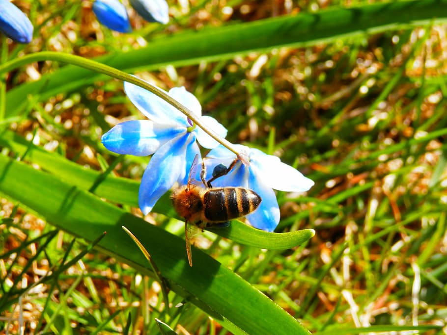 bee, spring, nature, insect, pollination, plant, animal wildlife HD wallpaper