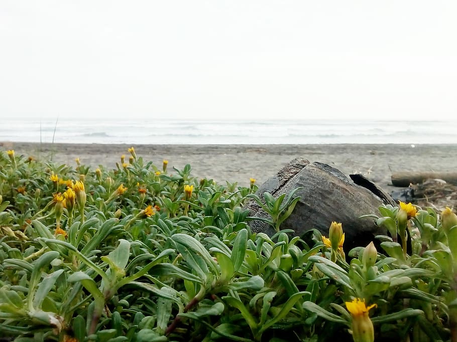 beach, soil, sand, sea, land, water, nature, beauty in nature HD wallpaper