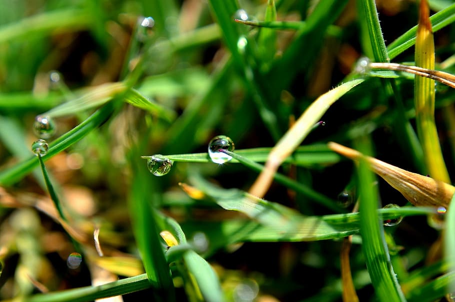 drop, water, grass, macro, rain, nature, background, plant HD wallpaper