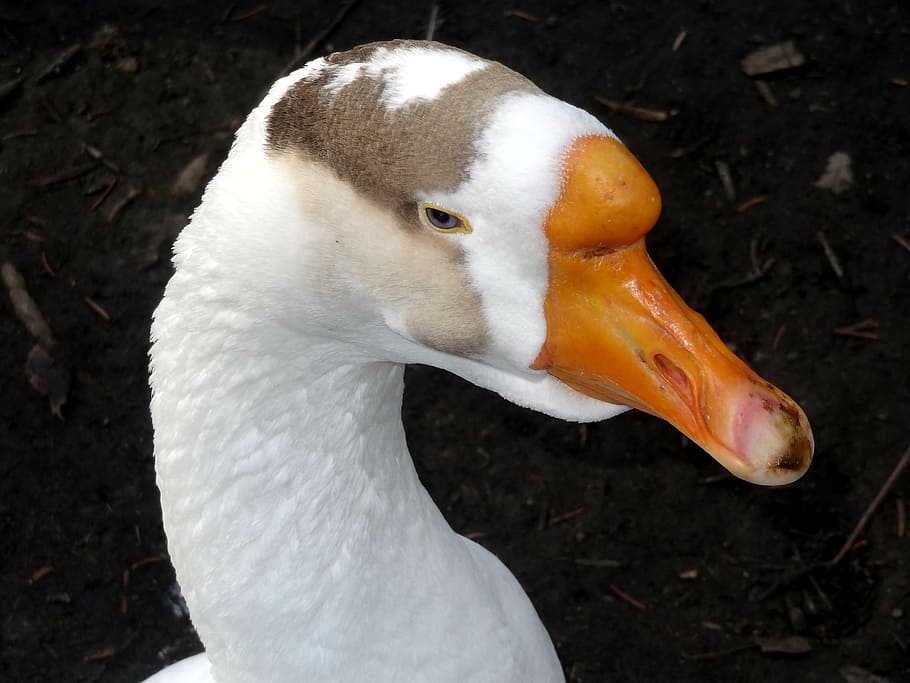 goose, close, portrait, poultry, head, animal world, creature HD wallpaper