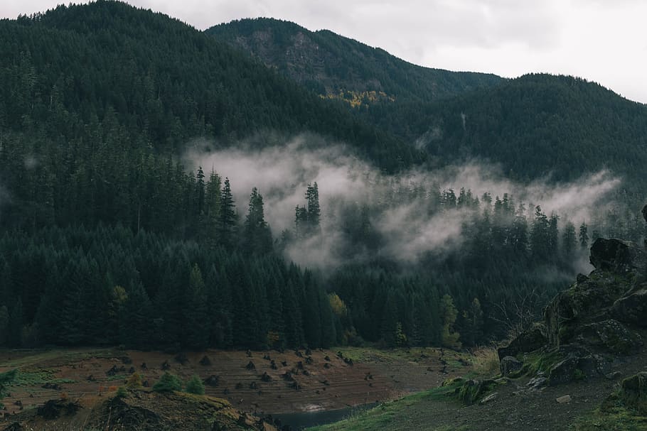 mist covered forest, green trees covered mountain, land, field HD wallpaper